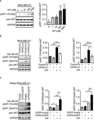 Vasoactive intestinal peptide–VIPR2 signaling regulates tumor cell migration